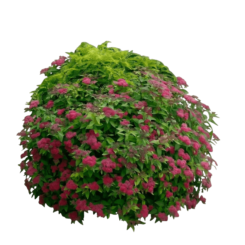 Magic Carpet Spirea (Spirea Japonica Var. Japonica 'Walbuma') - Shrubs