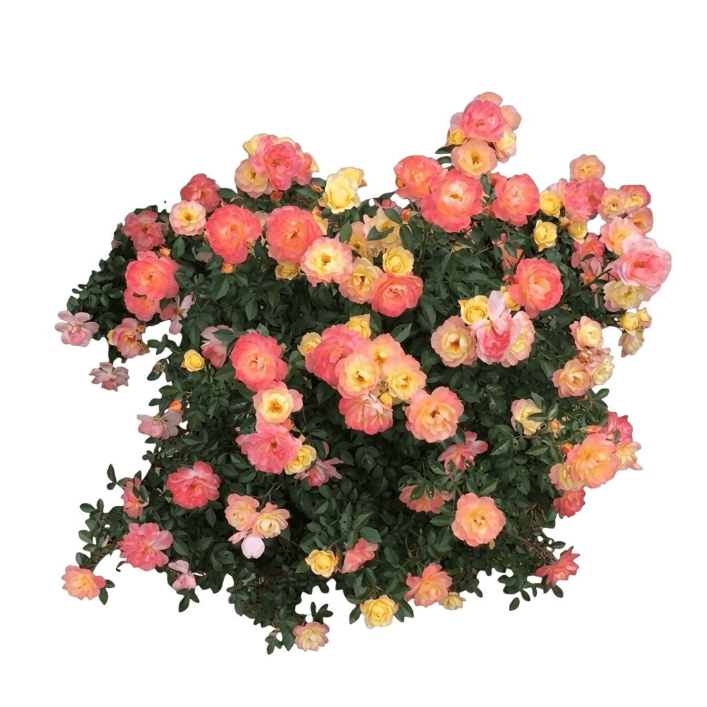 Oso Easy® Italian Ice® Shrub Rose (Rosa Oso Easy Var. Spp. 'Chewnicebell') - Shrubs