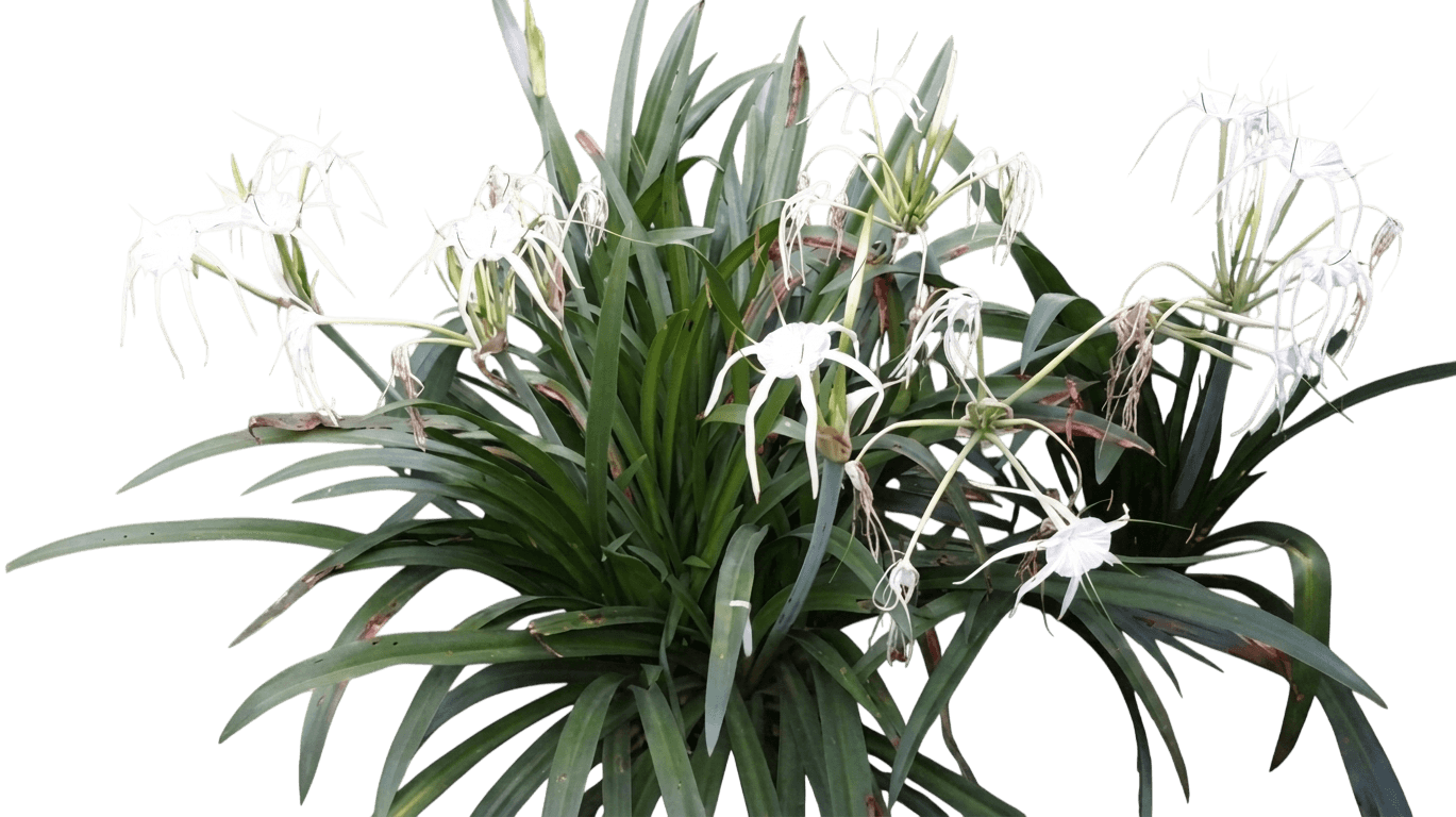 Spider Lily (Hymenocallis Littoralis) - Ground Layers