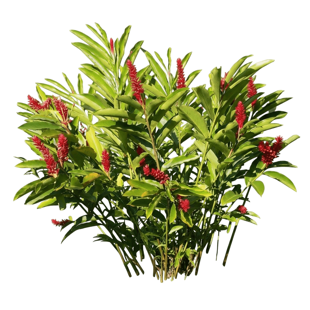 Red Ginger (Alpinia Purpurata) - Perennials