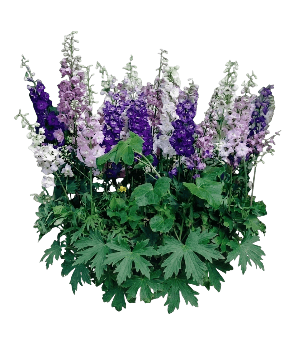 Magic Fountains Delphinium (Delphinium X Elata 'Magic Fountain') - Perennials