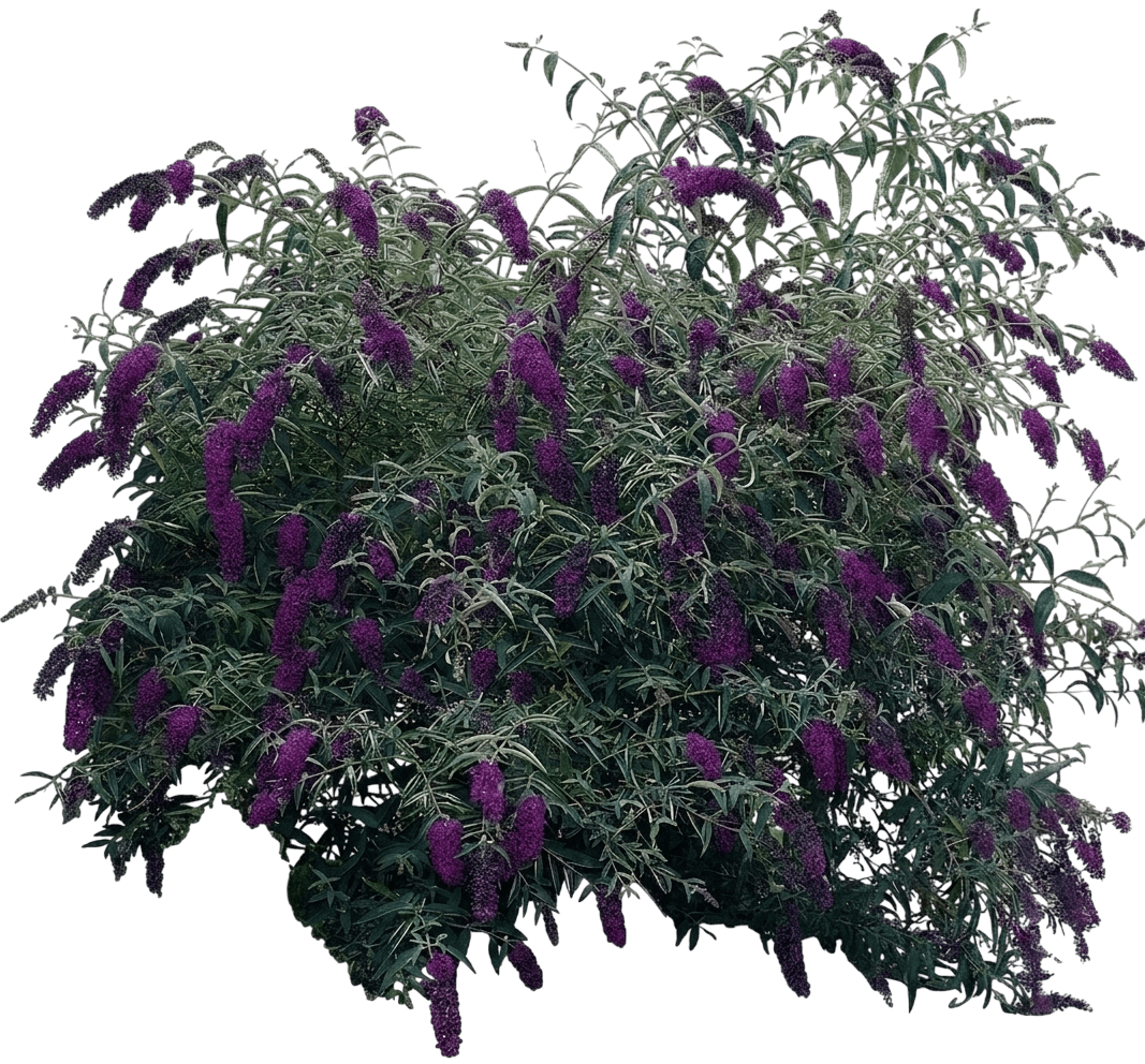 Fliederspeer (Buddleia Davidii 'Black Knight') - Pflanzen der Bodenschicht