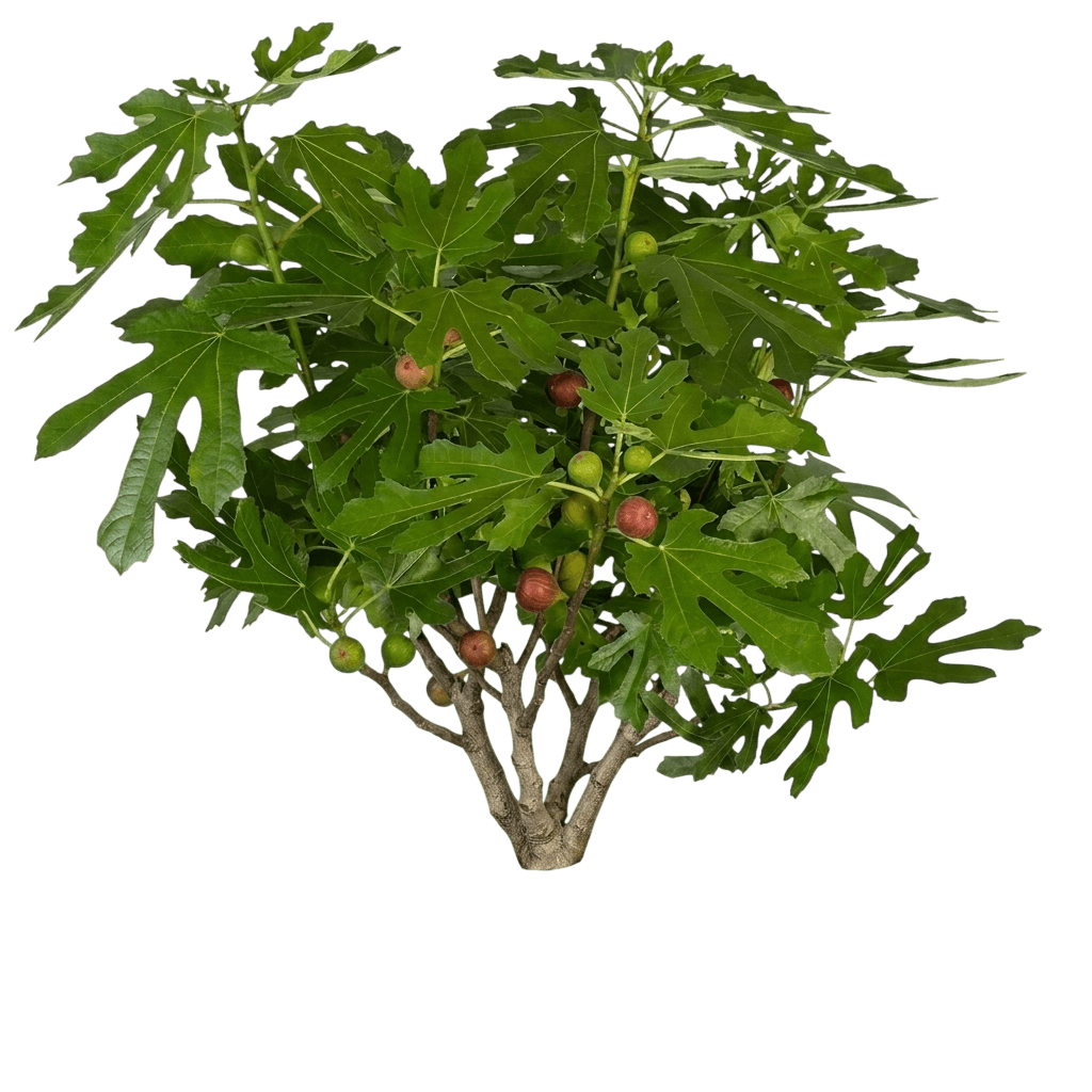 Little Miss Figgy (Ficus Carica Pp27929 'Little Miss Figgy') - Fruit Trees
