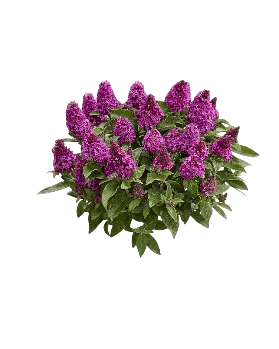 Little Rockstars Red butterfly bush (Buddleja Davidii 'Botex 009') - Ground Layers