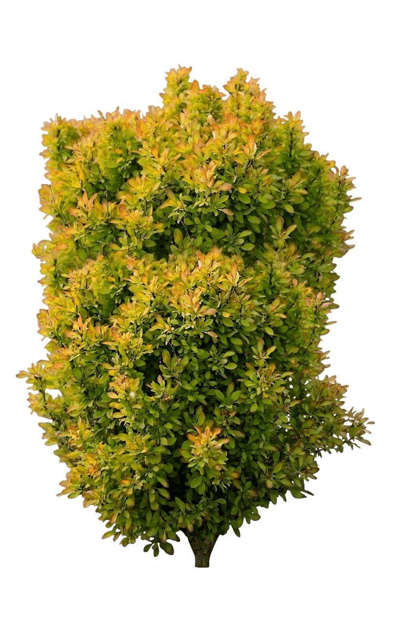 Sunjoy® Gold Pillar Barberry (Berberis Thunbergii Var. Thunbergii 'Maria') - Shrubs