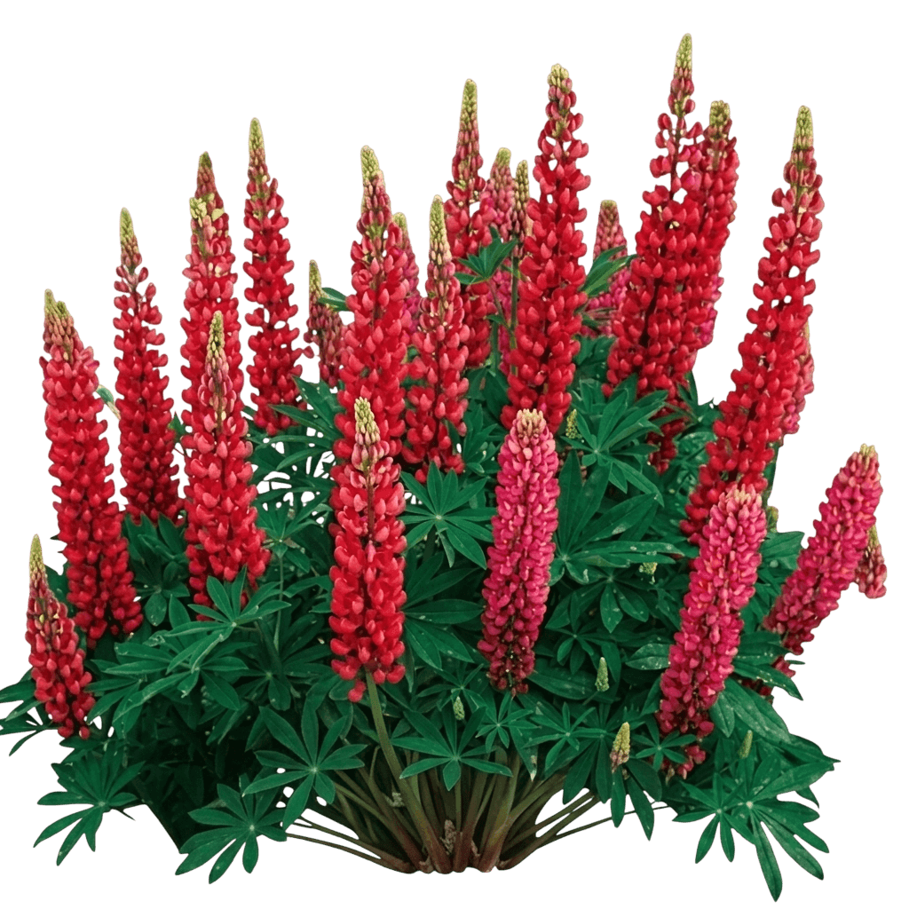 Russell Hybrid Lupines (Lupinus × Var. X 'Russell Hybrid') - Perennials