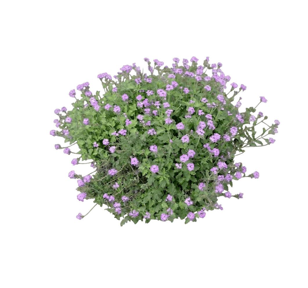 Goodding verbena (Verbena Gooddingii) - Perennials