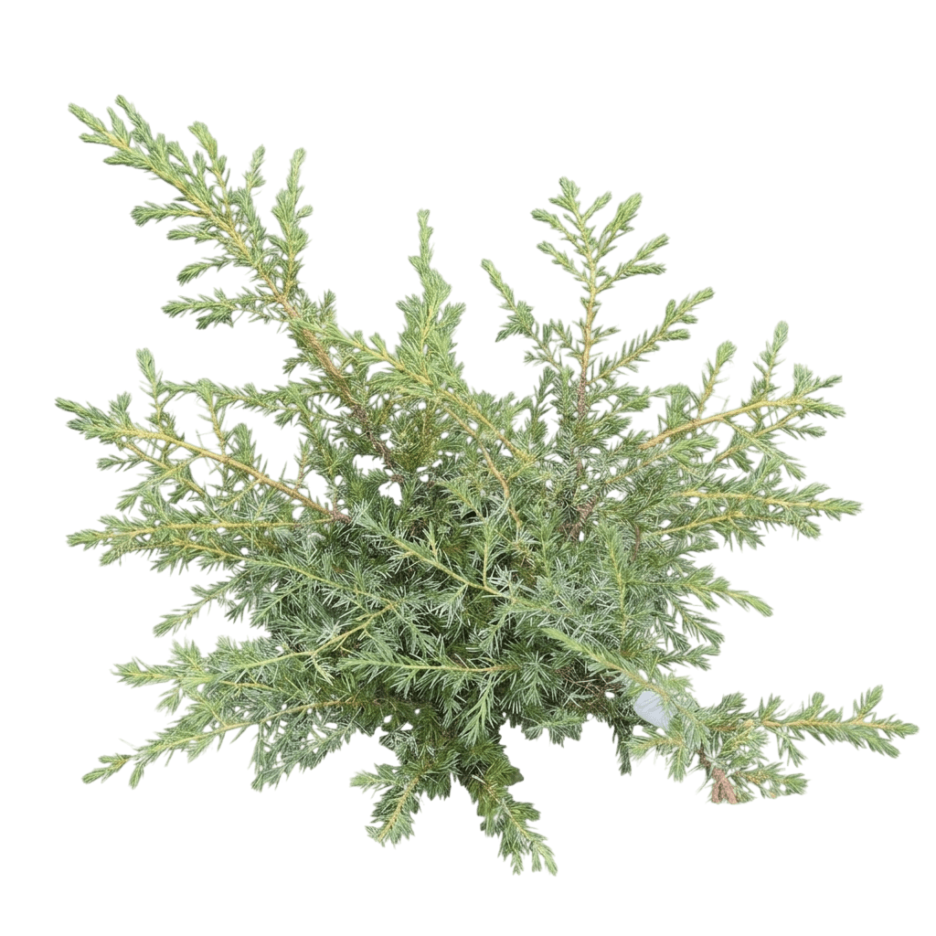 Tortuga® Juniper (Juniperus Communis Var. Communis 'Smnjcb') - Groundcovers