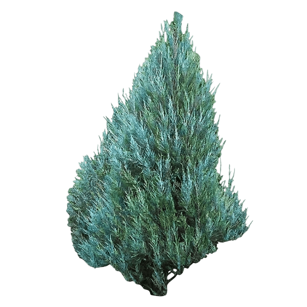 Montana Moss® Juniper (Juniperus Chinensis Var. Chinensis 'Smnjchm') - Groundcovers