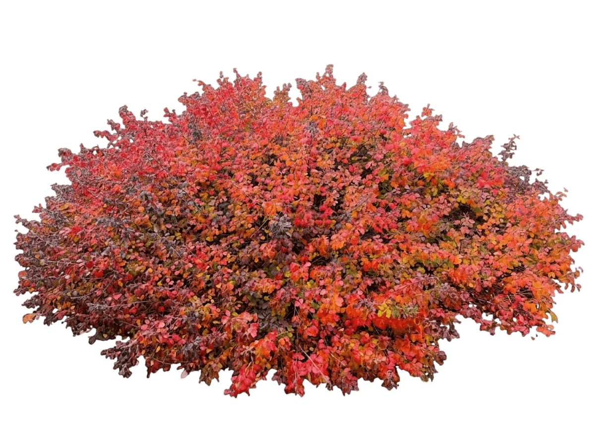 Sumac, Fragrant (Rhus Aromatica) - Ground Layers