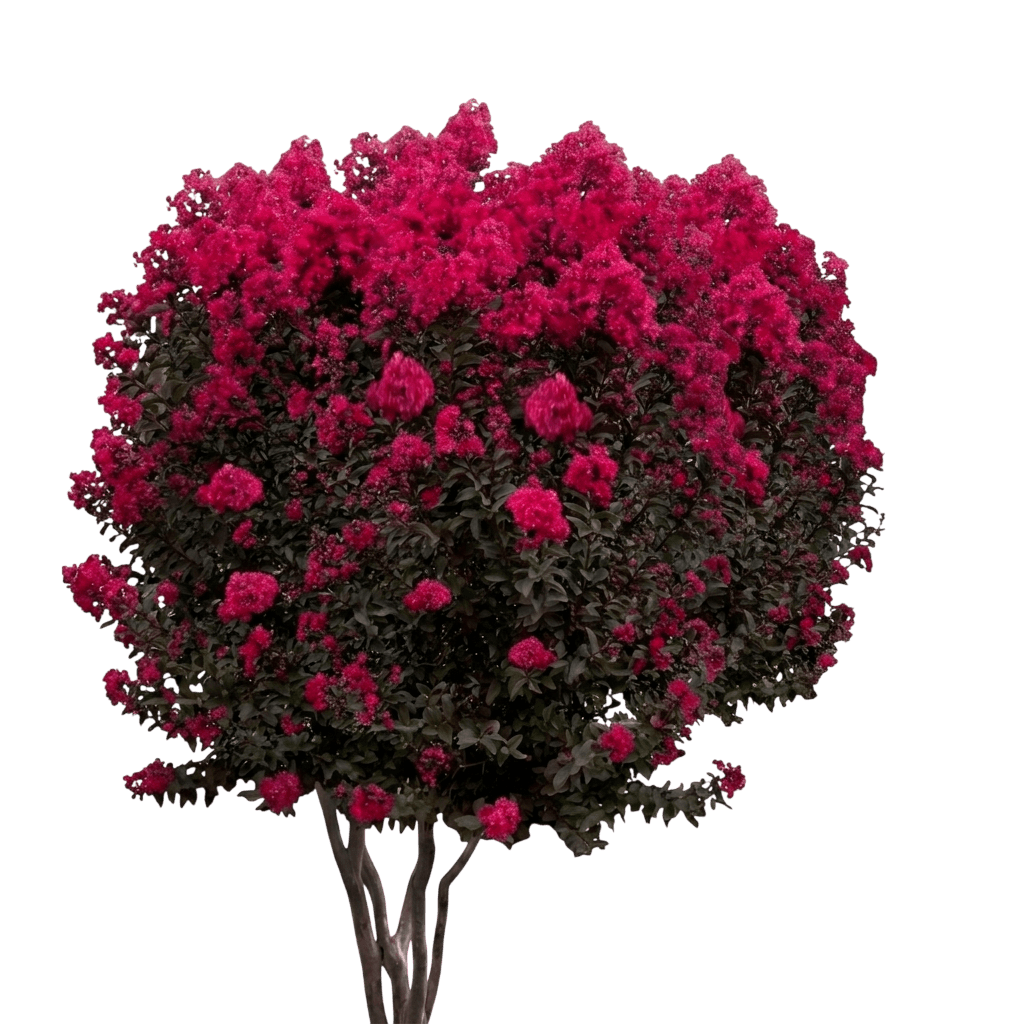 Black Diamond® Crimson Red™ Crape Myrtle (Lagerstroemia Black Diamond Var. Hybrid 'Crimson Red') - Flowering trees
