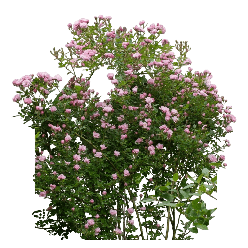rose, jeanne lajoie (Rosa ‘Jeanne Lajoie’) - Ground-layer plants