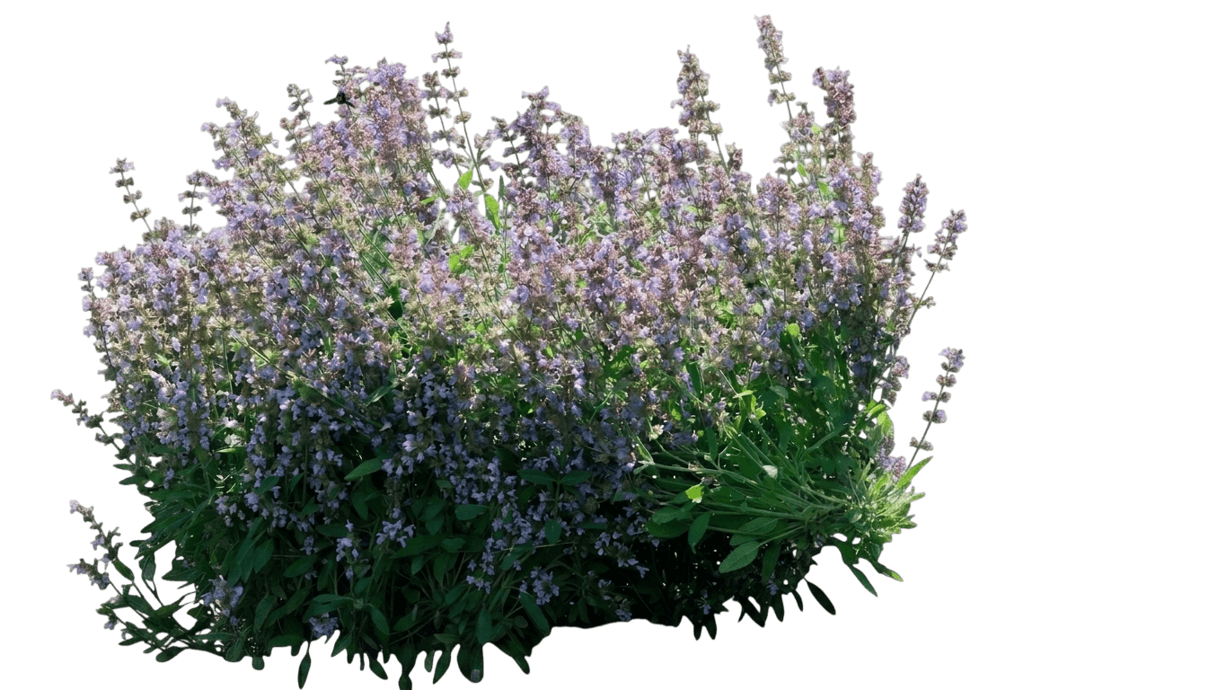 Sonoma sage (Salvia Sonomensis) - Groundcovers