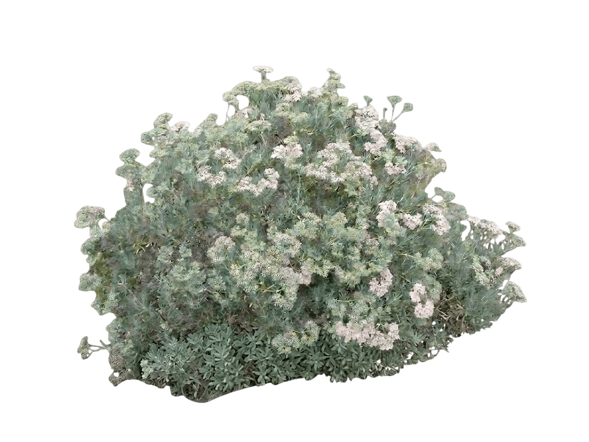 Santa Cruz island buckwheat (Eriogonum Arborescens) - Shrubs