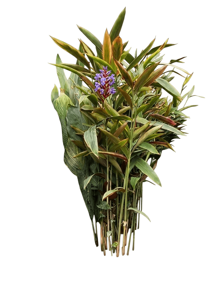 Native Ginger (Alpinia Caerulea) - Ground Layers