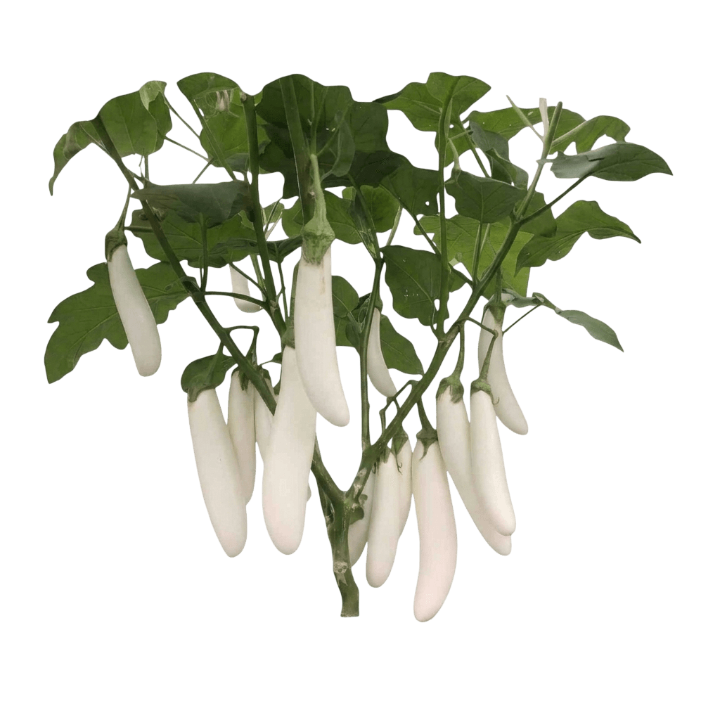 Icicle Eggplant (Solanum Melongena 'Icicle') - Perennials