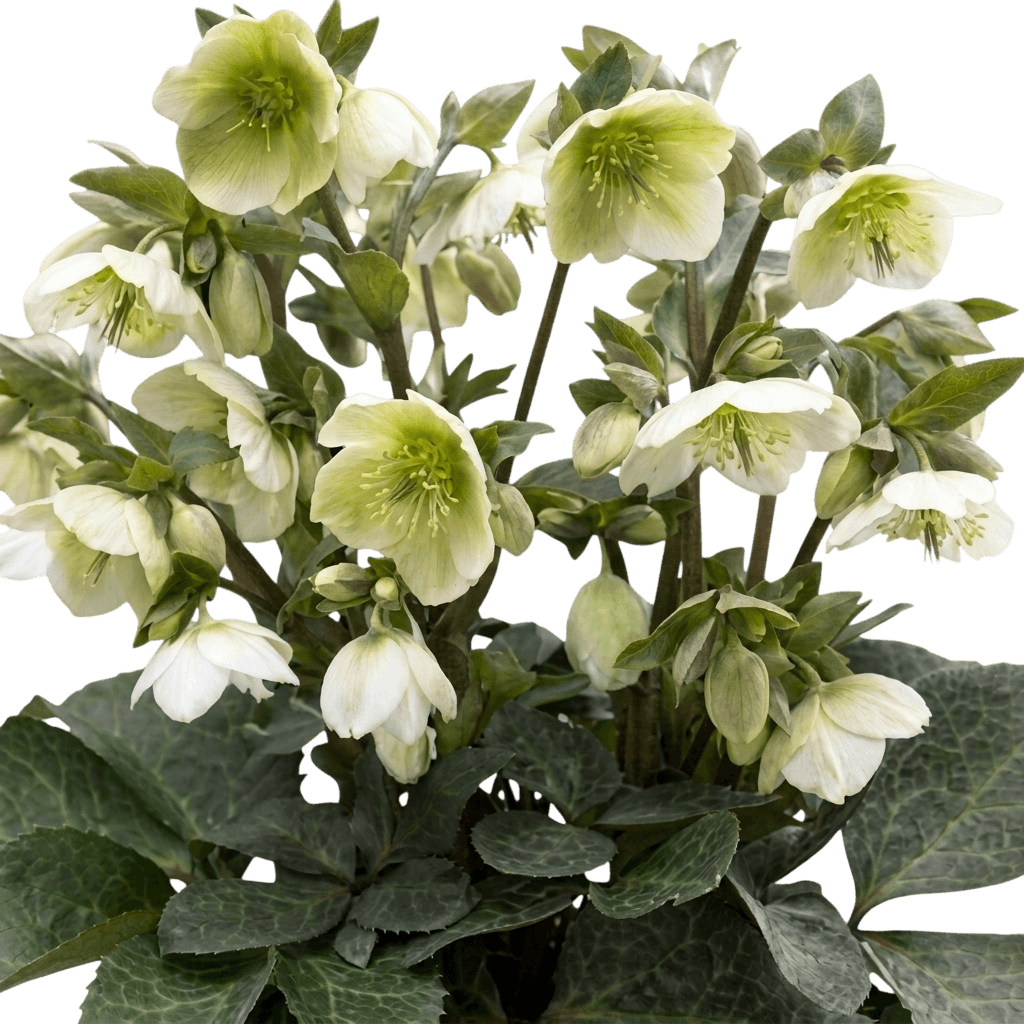 California Dreaming Lenten Rose (Helleborus 'California Dreaming') - Perennials