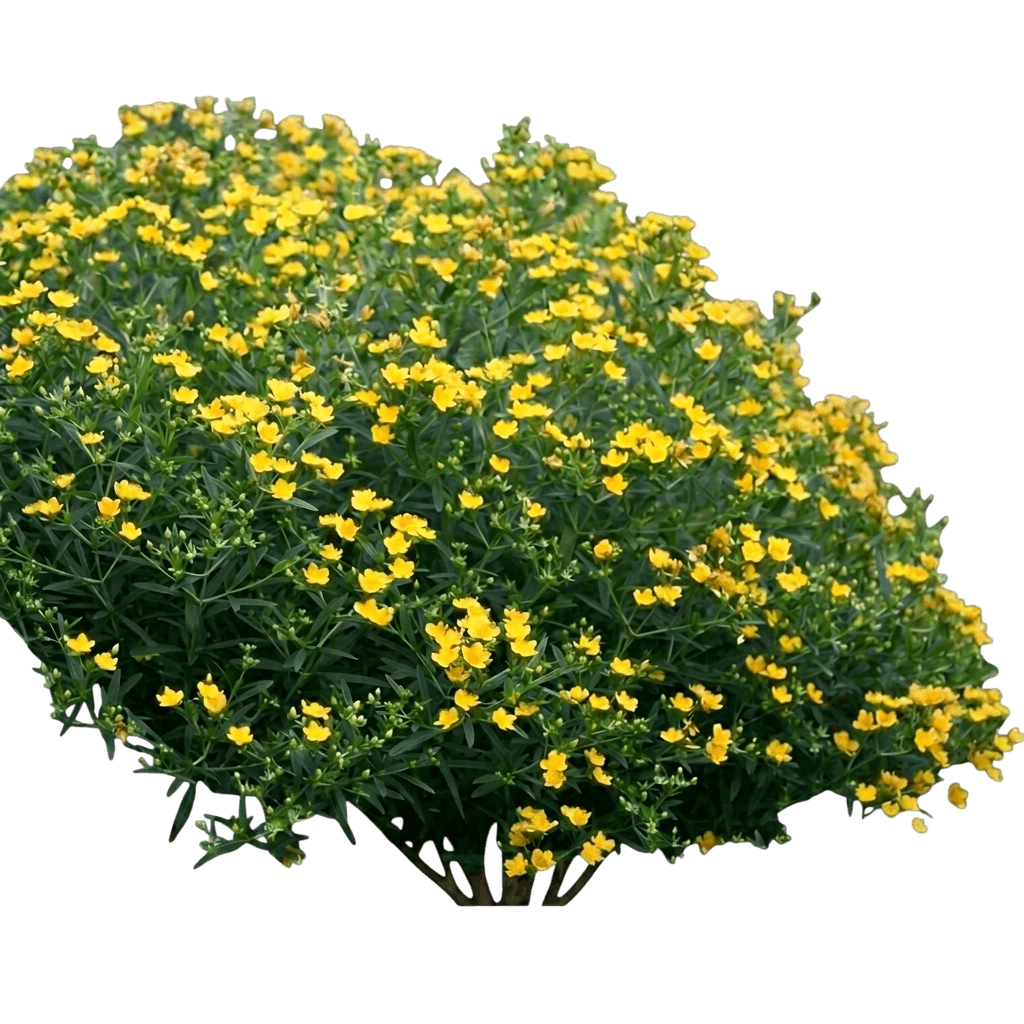 Sunny Boulevard™ St. John's Wort (Hypericum X Sunny Boulevard Var. X 'Deppe') - Shrubs