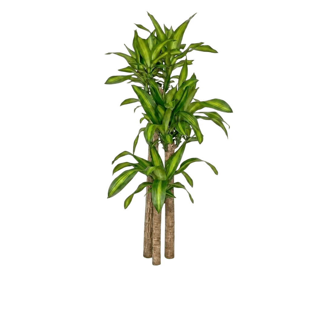 Massangeana Corn Plant (Dracaena Fragrans 'Massangeana') - Indoor Plants