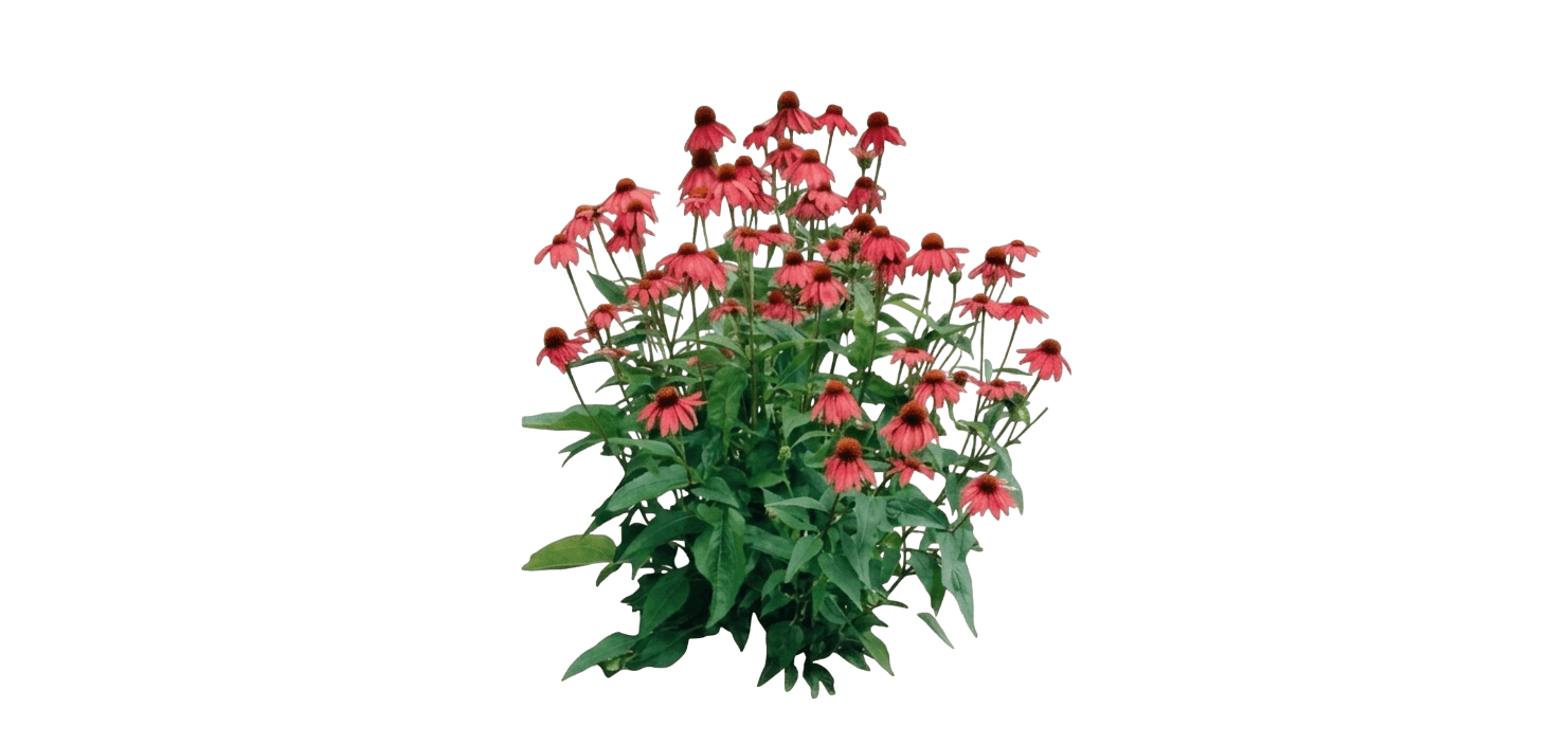 Sombrero® Salsa Red Coneflower (Echinacea X Var. X 'Balsomsed') - Perennials