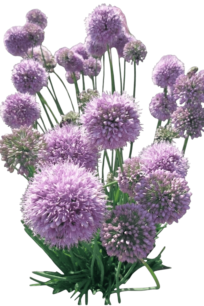 Millenium Allium (Allium Senescens Var. Senescens 'Millenium') - Perennials
