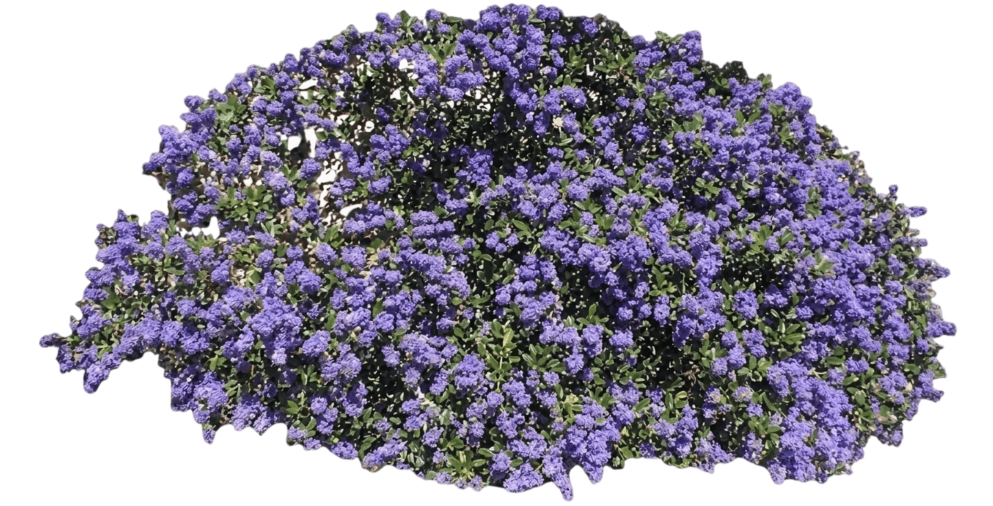 Joan Mirov ceanothus (Ceanothus 'Joan Mirov') - Shrubs