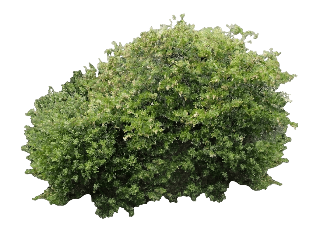 Vandenberg manzanita (Arctostaphylos Purissima 'Vandenberg') - Shrubs