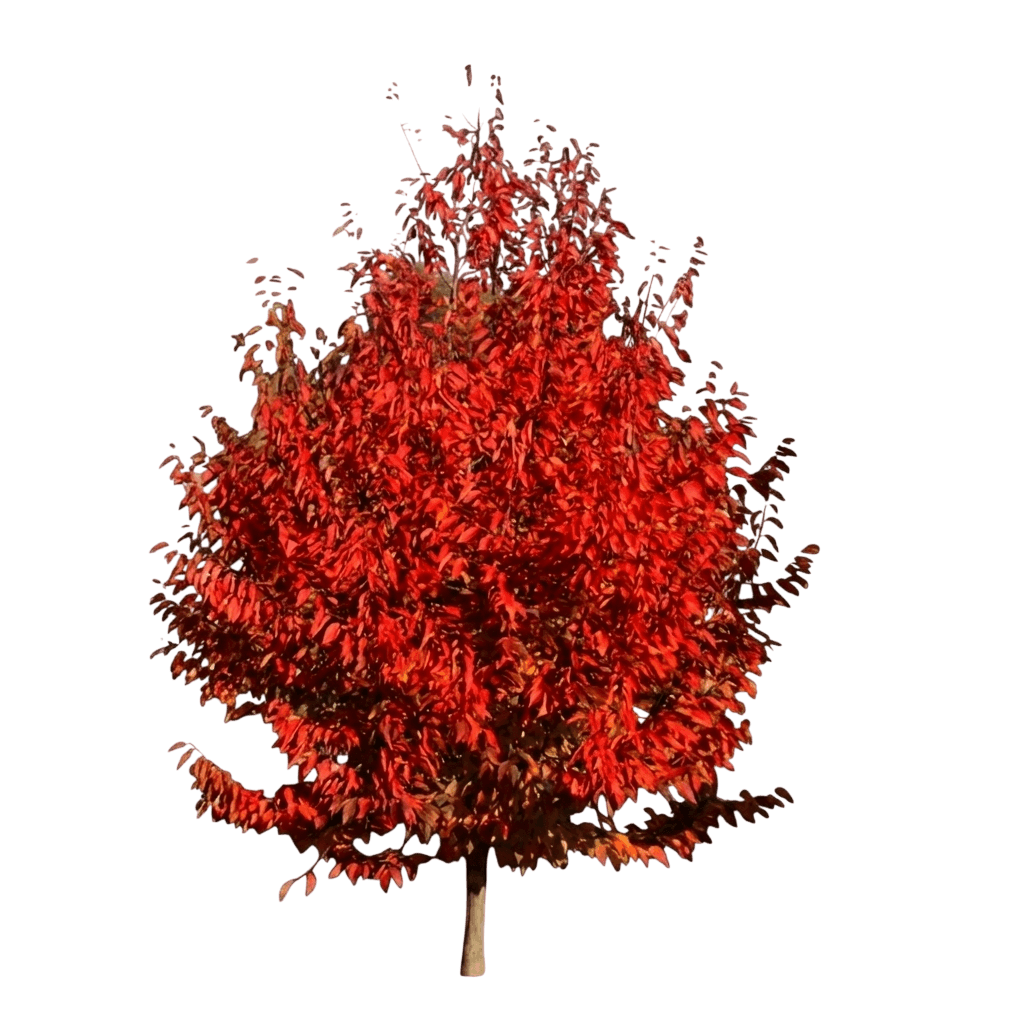 Fire Belle American Hornbeam (Carpinus Caroliniana Var. Caroliniana 'Fire Belle') - Shade trees