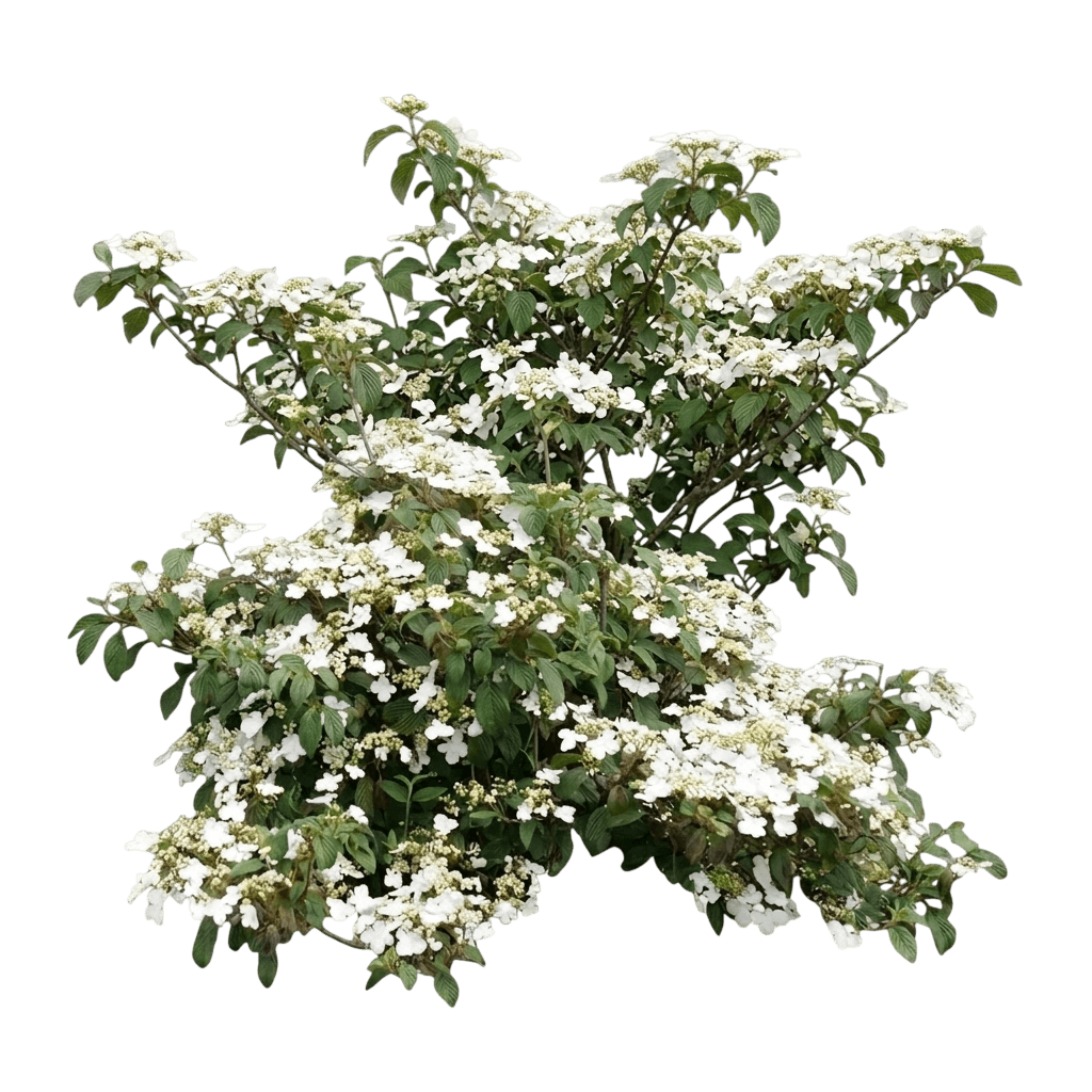 Steady Eddy® Doublefile Viburnum (Viburnum Plicatum F. Tomentosum Var. Plicatum F. Tomentosum 'Ncvp1') - Shrubs