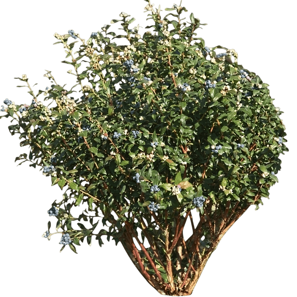 Top Hat Blueberry Bush (Vaccinium Var. Hybrid 'Top Hat') - Shrubs