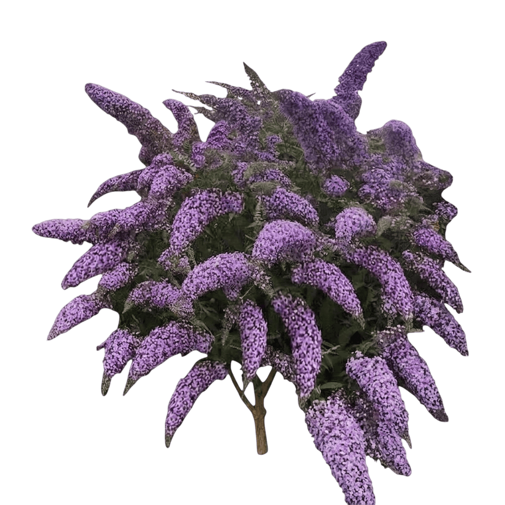 Pink Cascade Butterfly Bush (Buddleja X Var. X 'Pink Cascade') - Shrubs