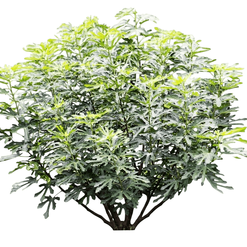 Olympian Fig Tree (Ficus Carica Var. Carica 'Olympian') - Fruit trees