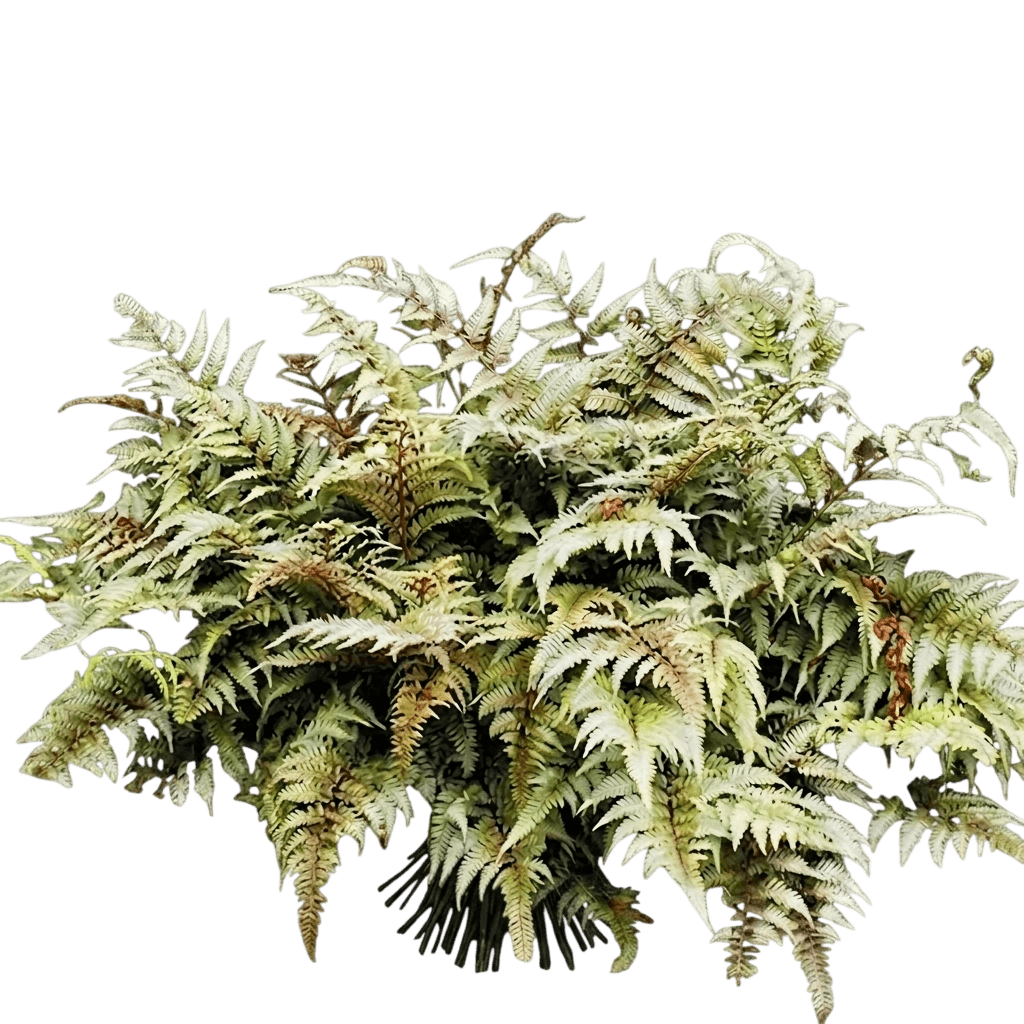godzilla painted fern (Athyrium 'Godzilla') - Perennials