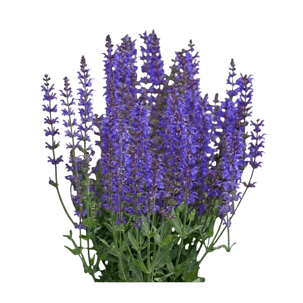 meadow sage, blue queen (Salvia Superba 'Blue Queen') - Perennials