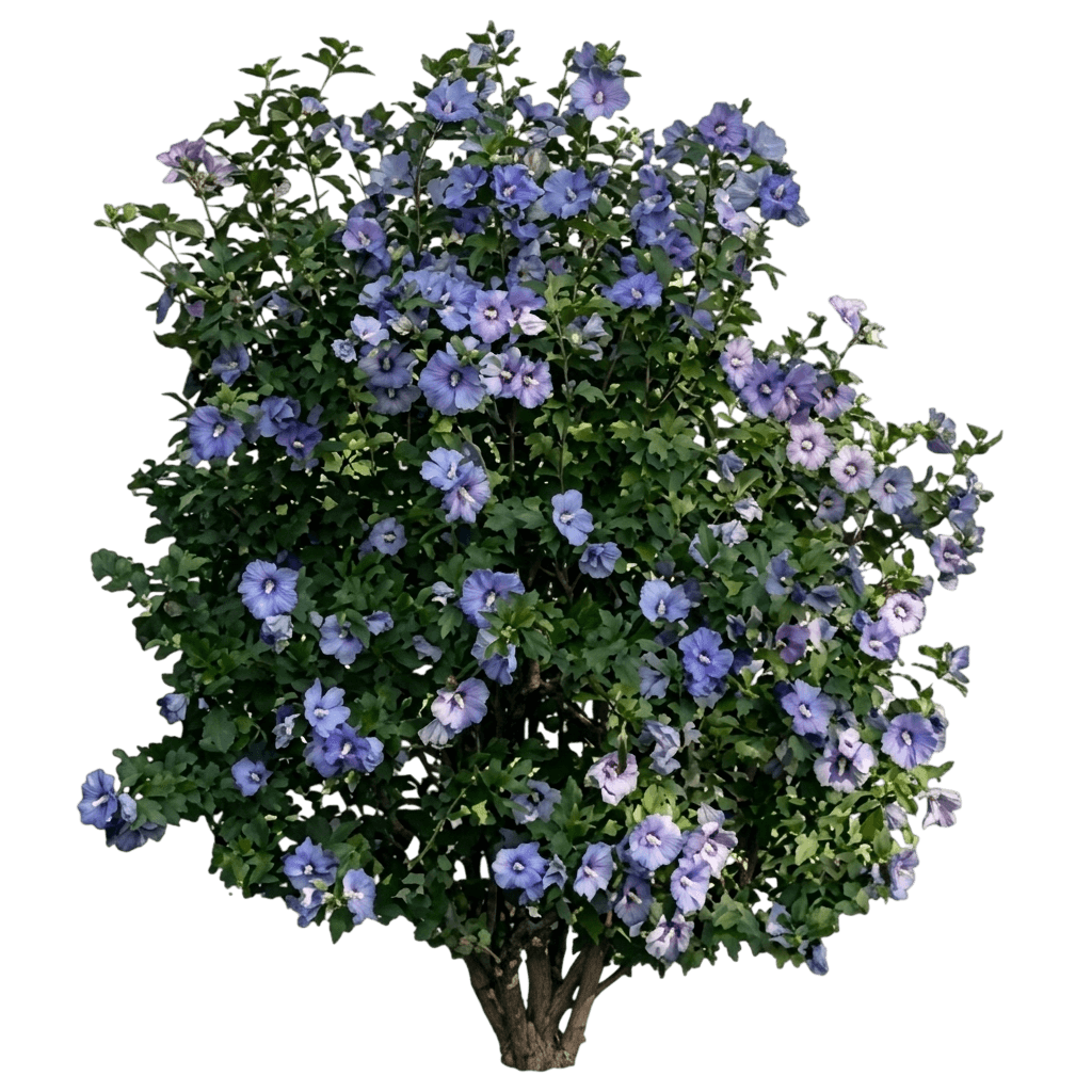 Azurri Blue Satin® Rose Of Sharon Stand (Hibiscus Syriacus Azurri Blue Satin 'Dvpazurri') - Ground Layers