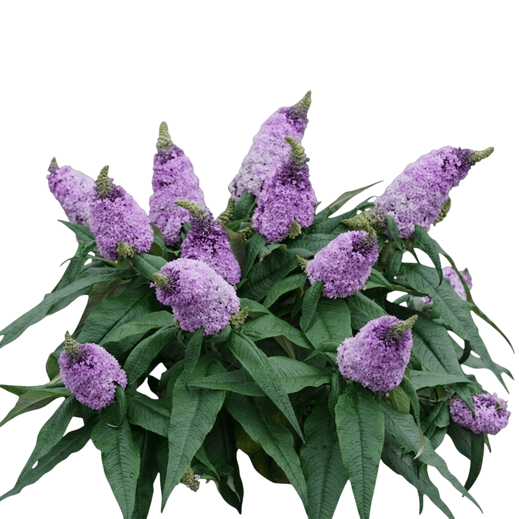 dwarf butterfly bush 'smnbdl' pp30236 pugster® (Buddleia Amethyst 'Smnbdl') - Ground-layer plants