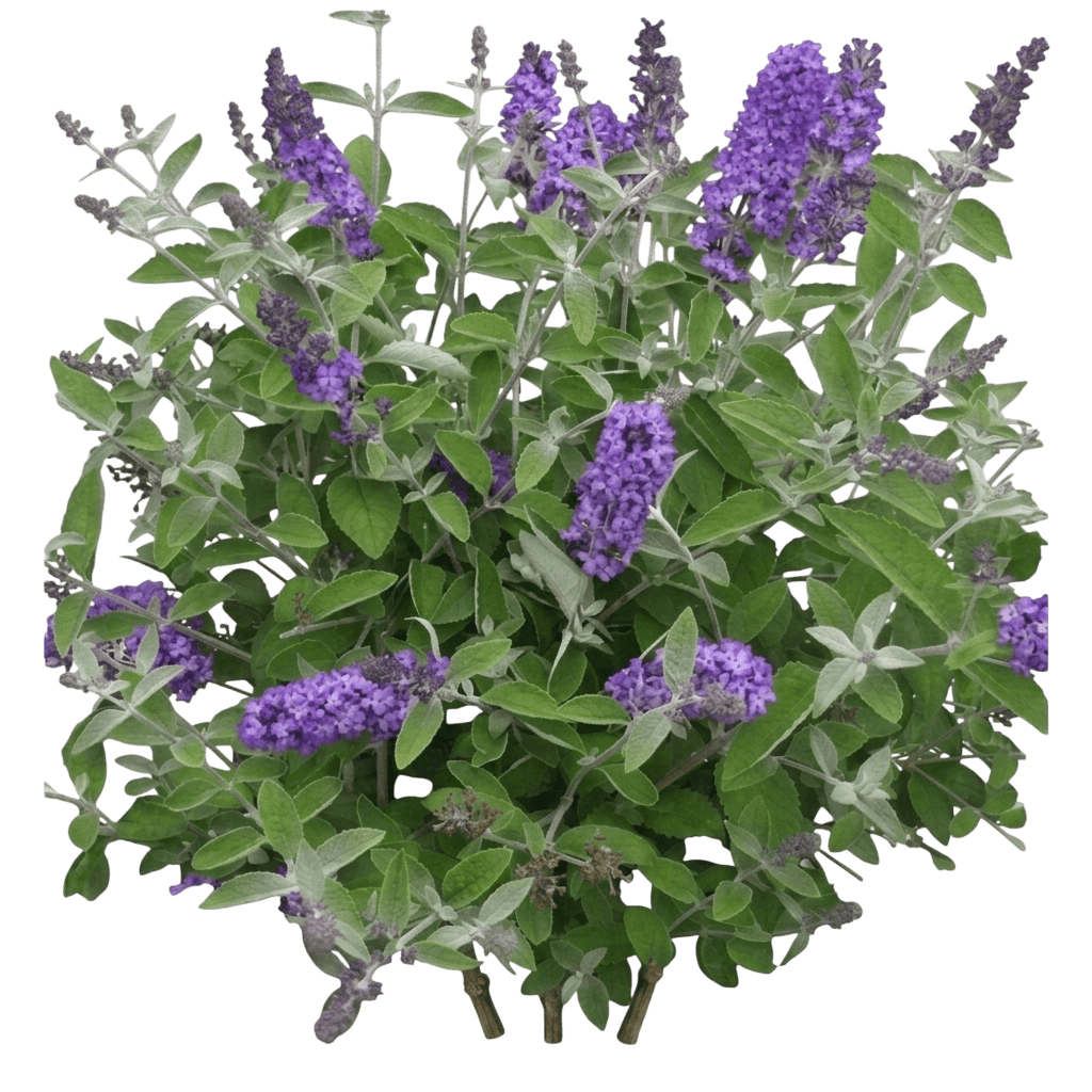 Flutterby Petite Blue Heaven butterfly bush (Buddleja Davidii × Buddleja Alternifolia 'Podaras #8') - Ground-layer plants