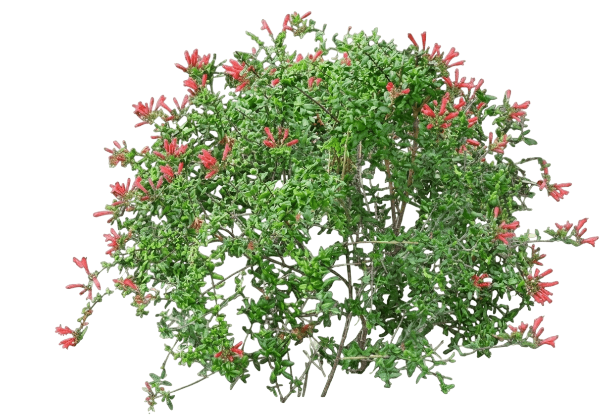 climbing penstemon (Keckiella Cordifolia) - Shrubs