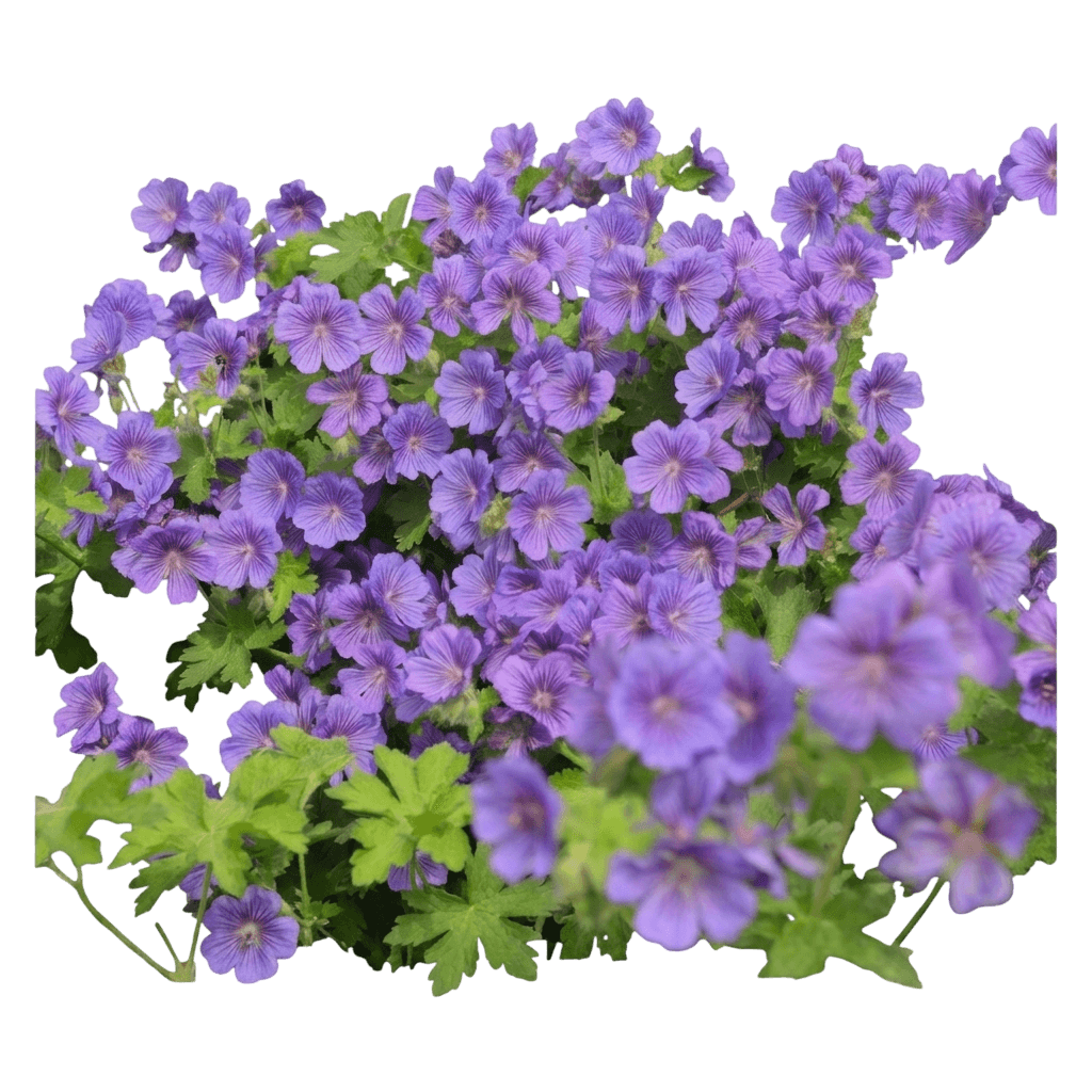 Cranesbill, Johnson'S Blue (Geranium X S Blue 'Johnson') - Perennials