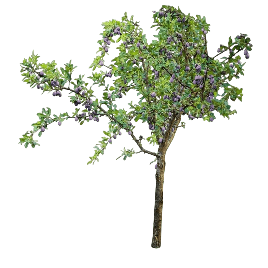 prunier de Chine (Prunus Salicina 'Methley') - Arbres fruitiers