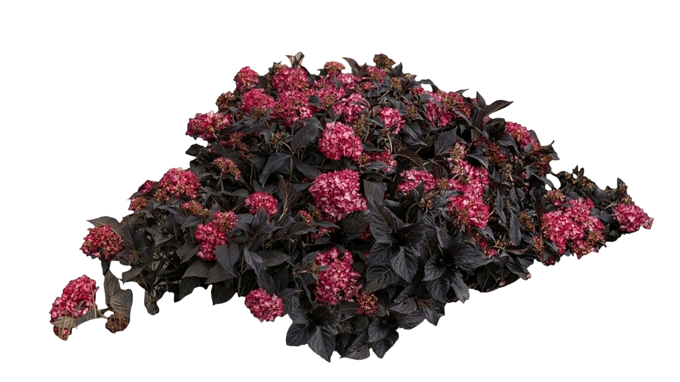 Endless Summer® Summer Crush® Bigleaf Hydrangea (Hydrangea Macrophylla Var. Macrophylla 'Bailmacfive') - Shrubs
