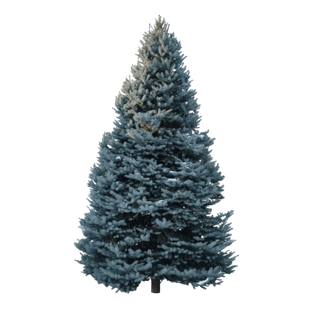 Spruce, Bizon Blue *Call For Availability* (Picea Pungens ‘Bizon Blue’) - Evergreen Trees