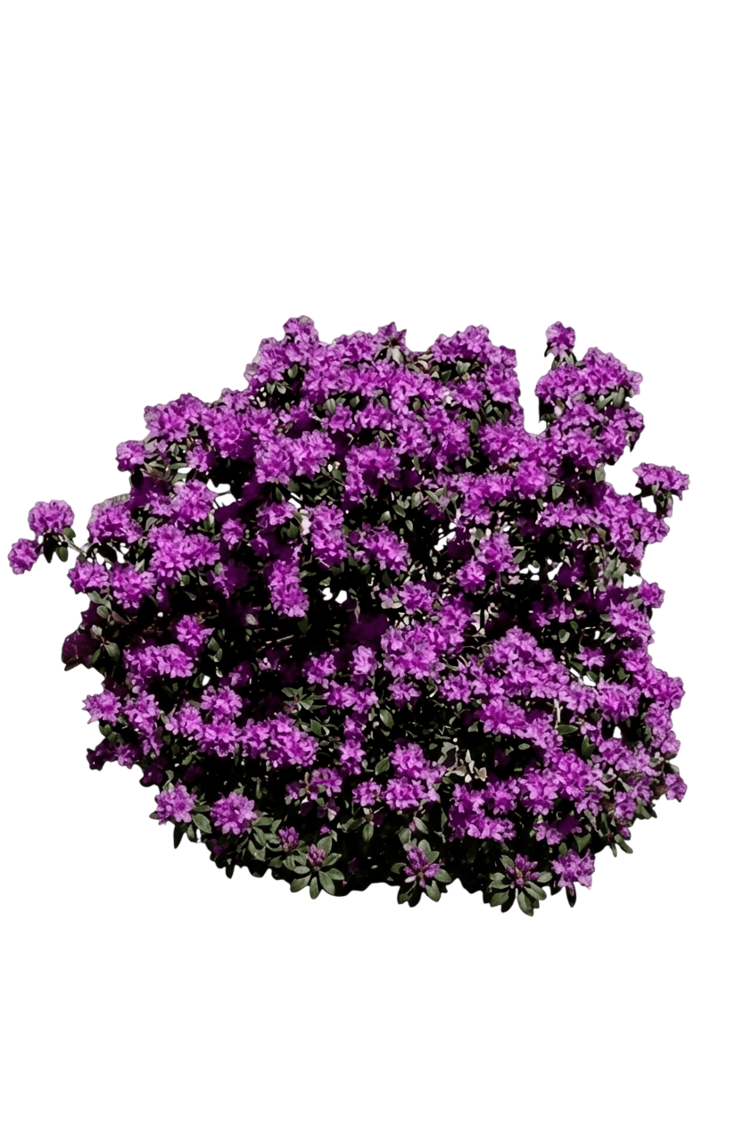 Purple Gem Rhododendron (Rhododendron) - Shrubs