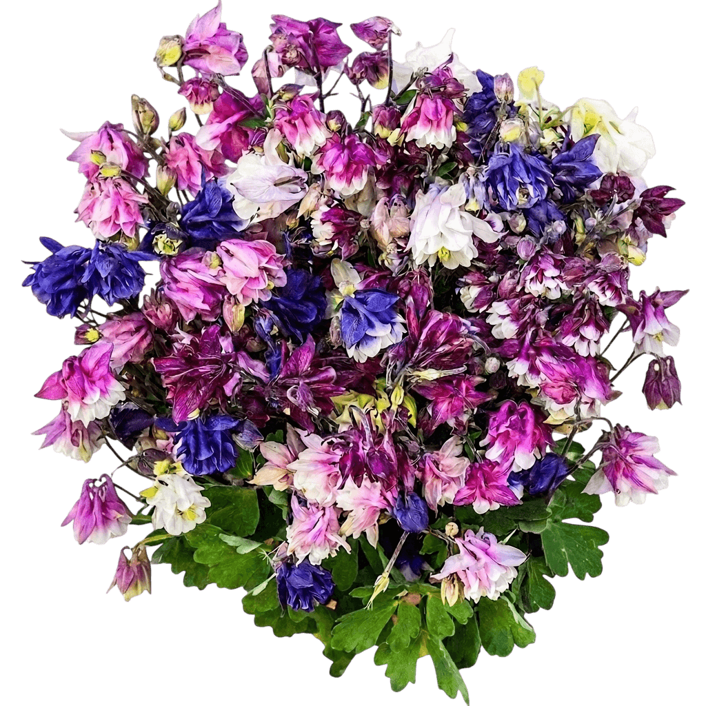 ancolie vulgaire (Aquilegia Vulgaris 'Winky Double Mix') - Plantes vivaces