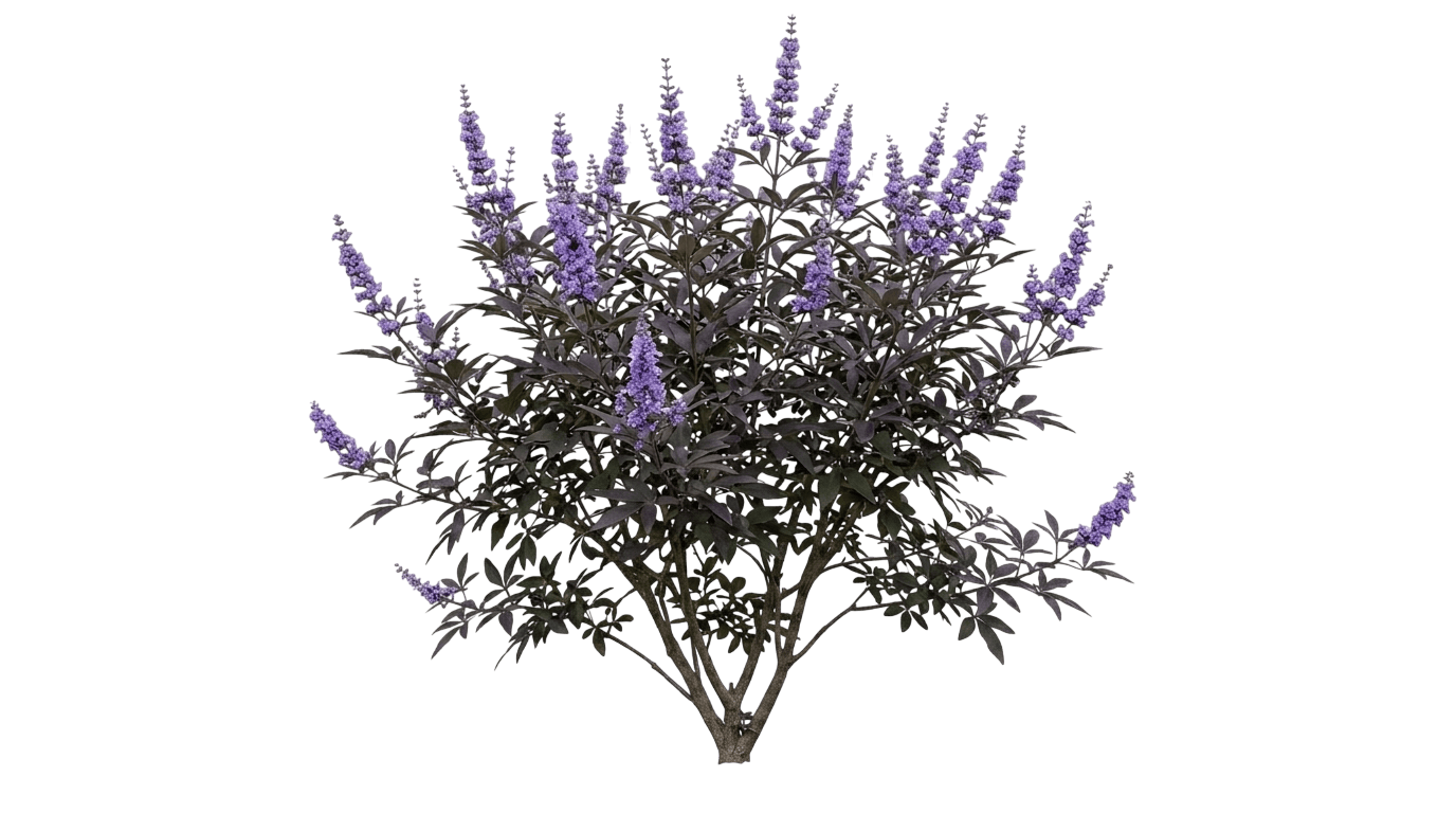 Flip Side Chaste Tree (Vitex 'Bailtexone') - Ground Layers