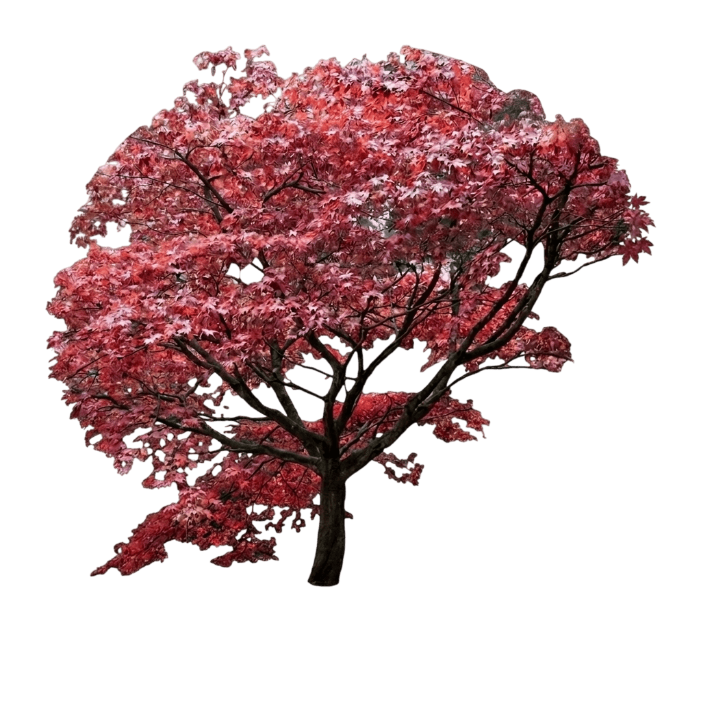 Crimson Prince Japanese Maple Tree (Acer Palmatum Var. Palmatum 'Crimson Prince') - Shade trees