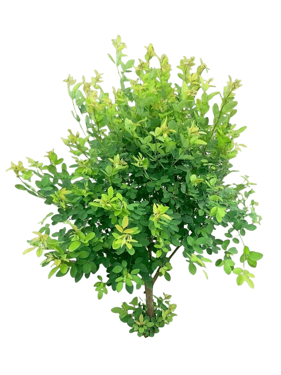 Candy Girl Bush Clover (Lespedeza Hybrid 'Candy Girl') - Ground Layers