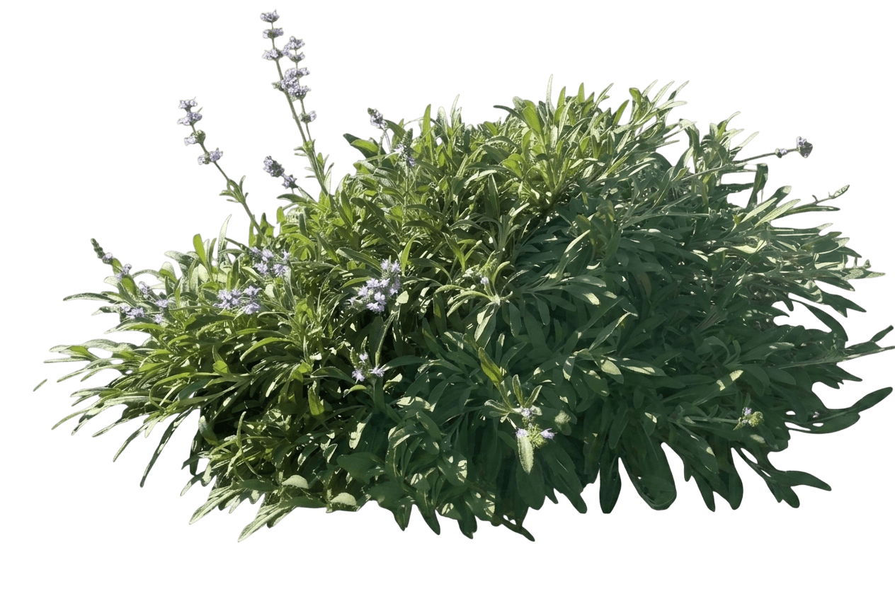 Mrs. Beard sage (Salvia 'Mrs. Beard') - Groundcovers