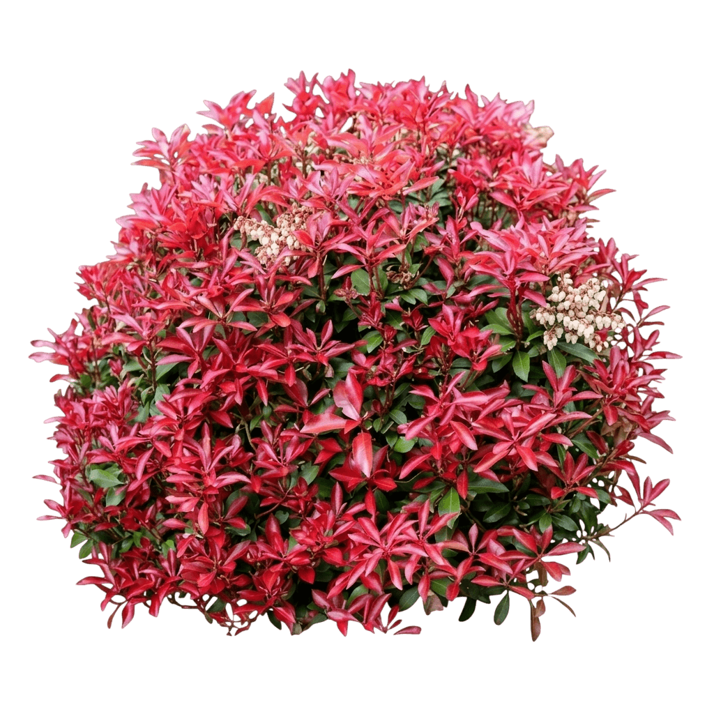 Mountain Fire Japanese Pieris (Pieris Japonica 'Mountain Fire') - Ground Layers