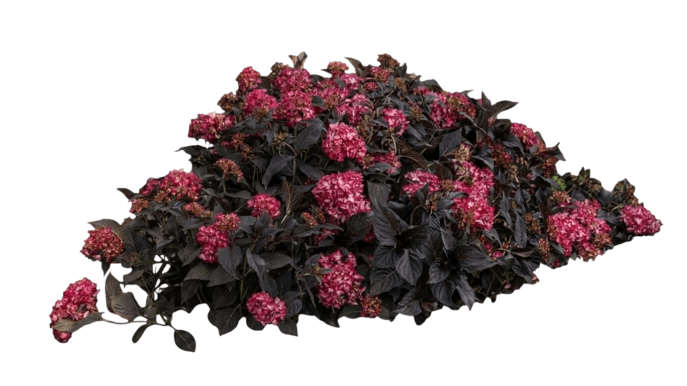 Color Fantasy® Hydrangea (Hydrangea Macrophylla Var. Macrophylla 'Color Fantasy') - Shrubs